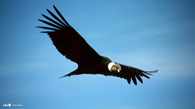 1080P, Bird, Condor, Birds