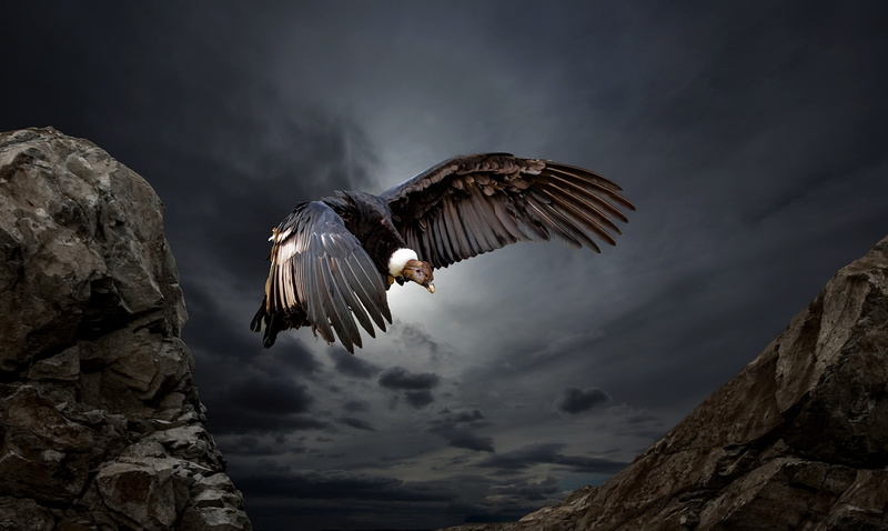 nature, Condor, bird, 1080P