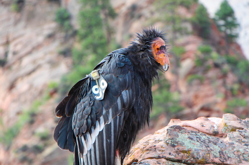 zion, condor, perching, animal body part, day, rock - object, animal, bird of prey, wildlife, 5K, focus on foreground, rock, animals in the wild, wild