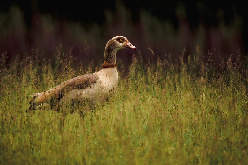 focus, water, land, beauty in nature, walking, mallard, outdoors, one animal, 5K, growth, selective, day, lake, white, profile view, lawn, animal, green