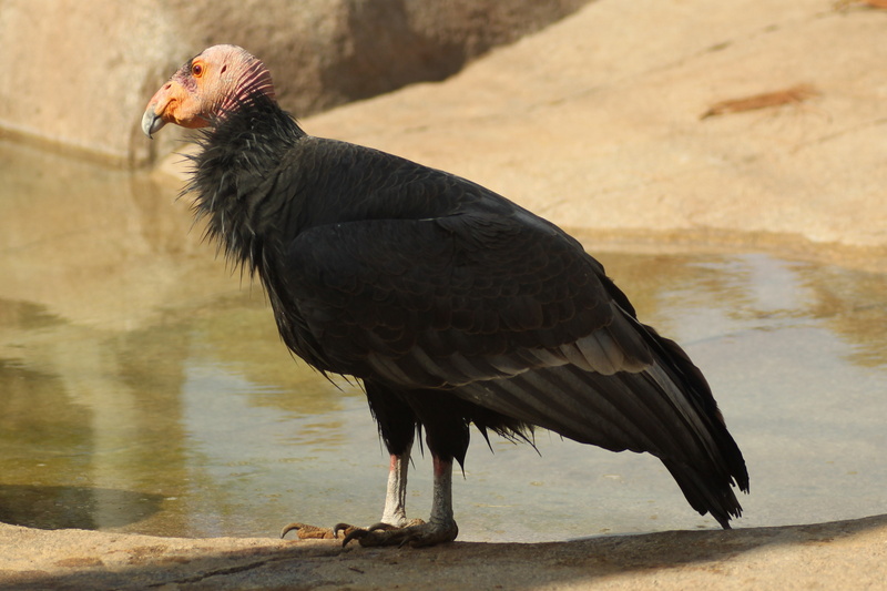 california condor, 2K