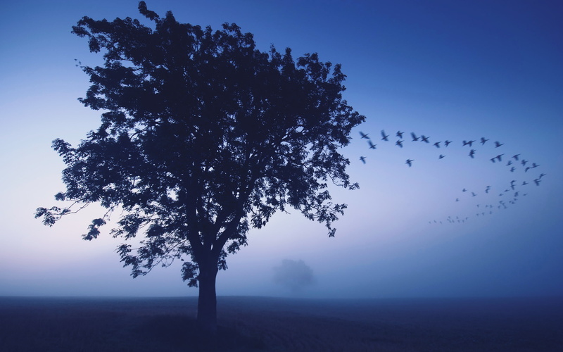 misty, blue, morning, 2K, Nature, birds, Scenery
