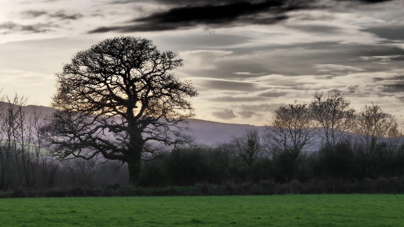 amman, outdoors, tranquil scene, no people, land, environment, non-urban scene, tree, fog, misty morning, grass, plant, bare tree, nature, 1080P, sky