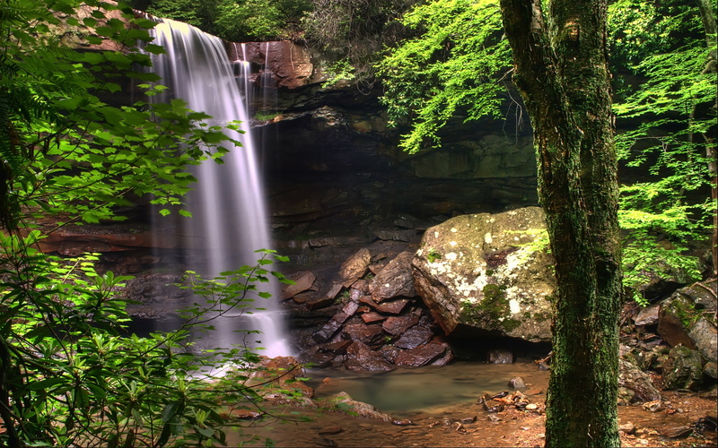 no people, day, morning, long exposure, plant, rainforest, falls, landscape, growth, motion, forest, blurred motion, trunk, flowing, outdoors, nature, water