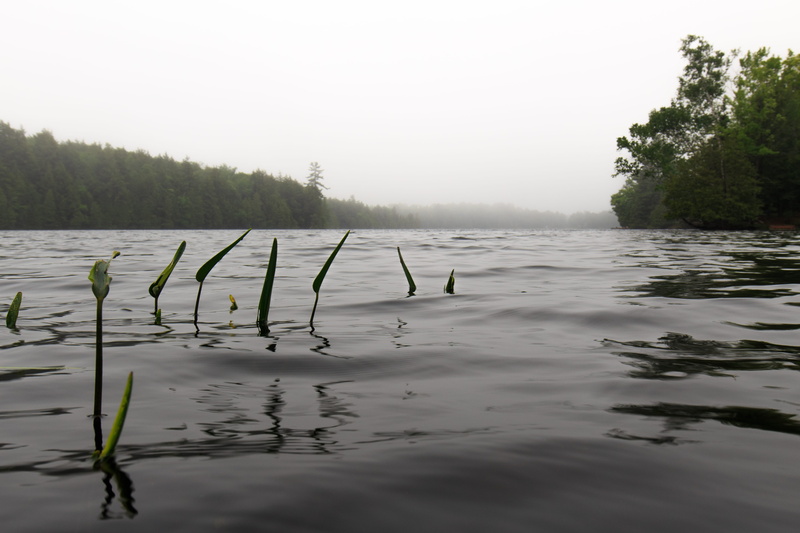weeds, growth, tranquility, tranquil scene, beauty in nature, misty lake, morning, day, misty morning, waterfront, misty, moody, water, lake, mist, scenics - nature