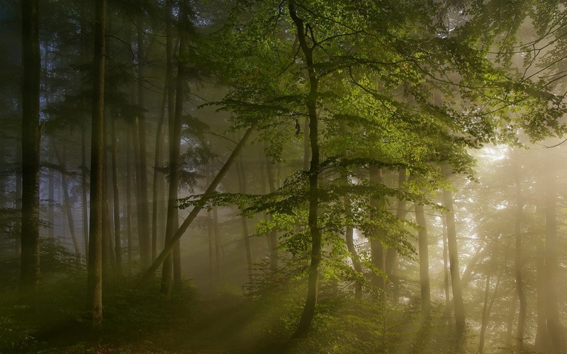 trunk, plant, trees, tranquility, day, scenics - nature, green color, woodland, sunlight, beauty in nature, no people, 1080P, mist, forest, path, tree trunk