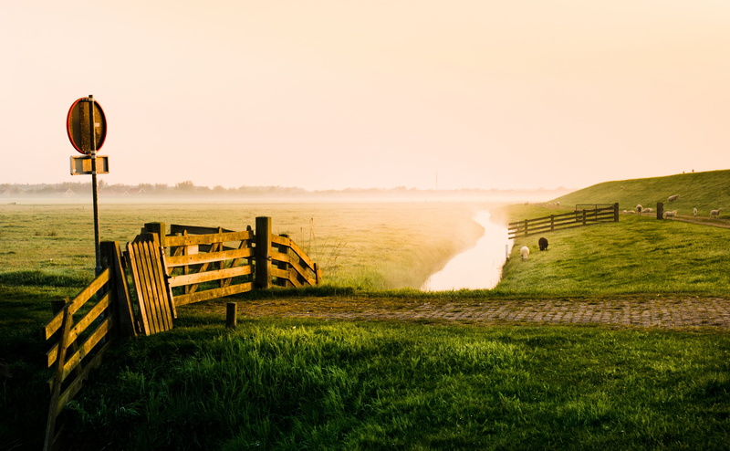 Meadow, plant, Europe, Field, Hazy, Morning, 4K, land, idyllic, Early, Netherlands, Countryside, beauty in nature, Foggy, scenics - nature, Terschelling