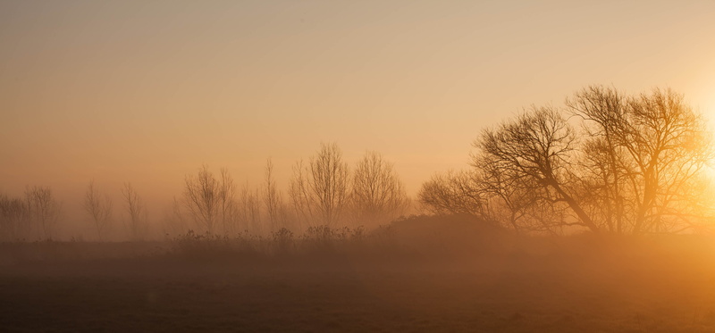 foggy, land, idyllic, dawn, trees, sky, hazy, outdoors, tranquil scene, environment, tree, plant, scenics - nature, bare tree, landscape, 5K, beauty in nature