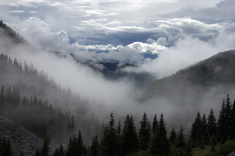 forest, coniferous tree, idyllic, mist, mountain, spooky, mystery, remote, tranquility, misty, plant, land, day, tree, sky, morning, weather, 2K, cloud - sky