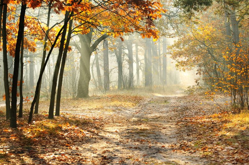 brown, maple Tree, tranquility, non-Urban Scene, the rays of the sun, single Lane Road, backgrounds, landscape, plant, footpath, bright, forest, outdoors