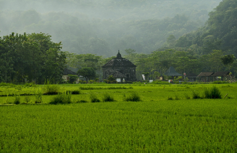 temple history rice, growth, agriculture, outdoors, green color, no people, plant, architecture, history, distant, gray, travel destinations, 4K, green field prambanan