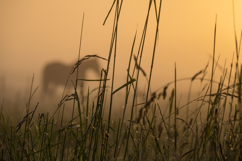 field, landscape, exif, lens, ef, sunlight, green, state, f/3.5, meadow, landskap, 760d, häst, mist, camera, geo:location, canon eos, outdoors, Misty, brown