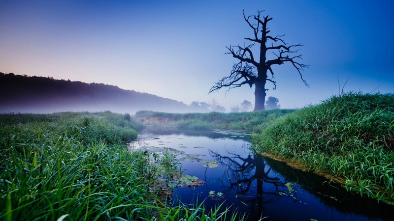 water, tree, lake, beauty in nature, land, misty, tranquility, bayou, old oak, plant, scenics - nature, nature, grass, outdoors, environment, non-urban scene