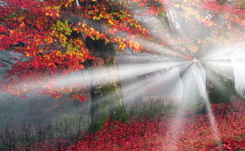 Picturesque, Leaves, leaf, Reddish, Forest, hd, foliage, Sunbeams, scenics - nature, autumn collection, Beautiful, leafed, Fall, red, sunbeam