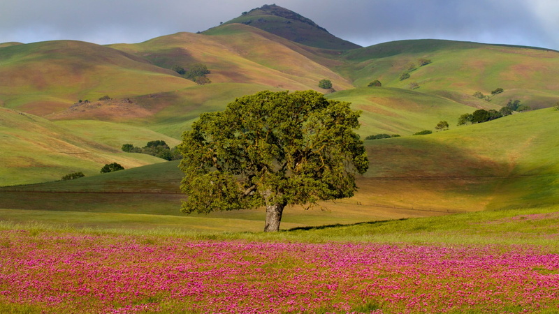 vegetation, scenics - nature, foothills, mountain, california, environment, landscape, tranquility, tree, sky, beauty in nature, grassland, plant, nature