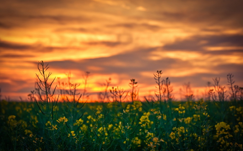 2K, Rapeseed, flowers, depth of field, nature, sunset, yellow flowers