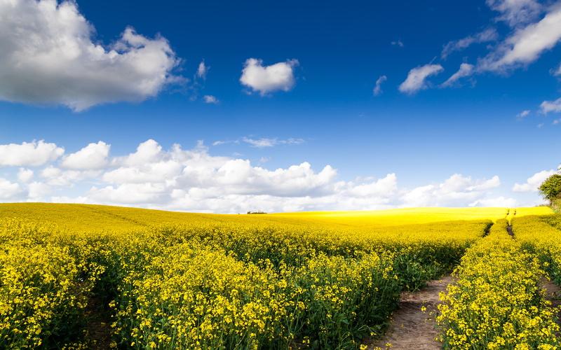 Summer, 2K, Rapeseed fields, Landscape, Sunny day