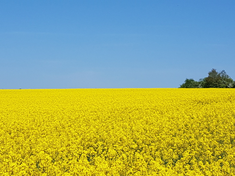 tranquil scene, plant, oilseed rape, flower, clear sky, springtime, landscape, field, summer, tranquility, environment, nature, freshness, rural scene