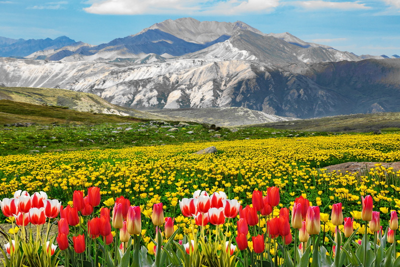 nature, field, near, green, environment, freshness, meadow, no people, mountain, clouds, rural scene, scenics - nature, plant, land, growth, mountain range