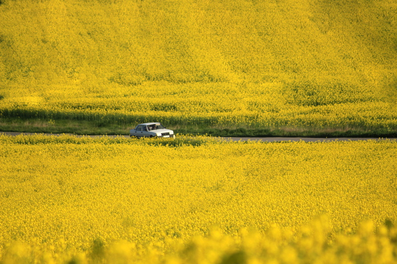 rural scene, thrace, spring, trakya, harvester, turkey, canola, flowering plant, sunny, oilseed rape, landscape, scenics - nature, no people, outdoors