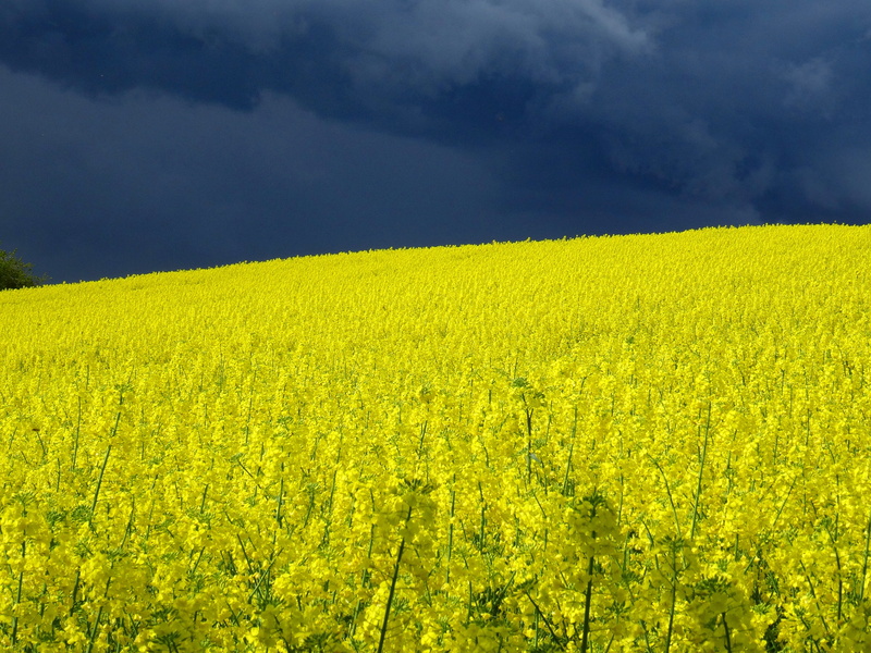 sky, cloudscape, nature, tranquility, beauty In Nature, green Color, scenics, flowering plant, non-Urban Scene, field of rapeseeds, meadow, scenics - nature