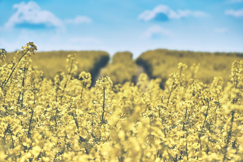 yellow, rape, landscape, oilseed, field, rapeseeds, 4K