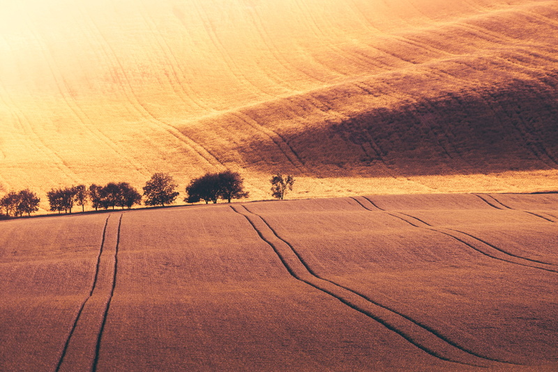 men, farmers, wavy, hills, waves, room for text, fields, wheat, moravia, tranquility, outdoors, day, trees, rapeseed, czechia, road, one person, nature