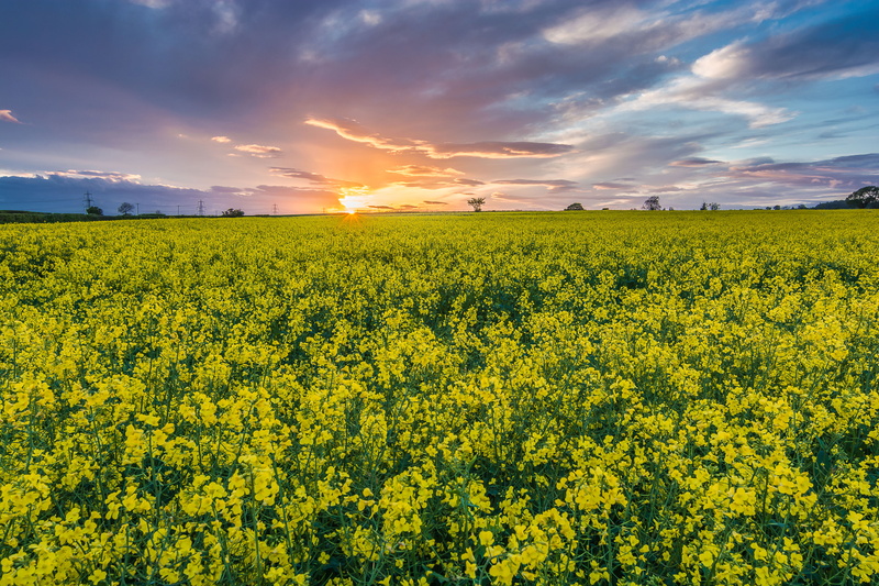 outdoors, 5K, rapeseed, cloud - Sky, clouds, fields, flowers, nature, sunlight, crop, farm, springtime, agriculture, blue, summer, landscape, sun, rural Scene