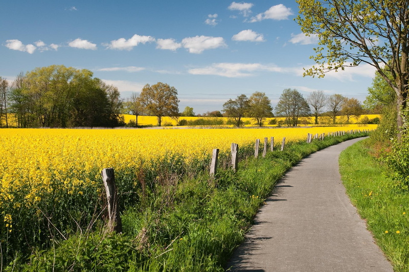canola, fence, path, 1080P, road, tree, 3d and abstract, cloud, flower, field