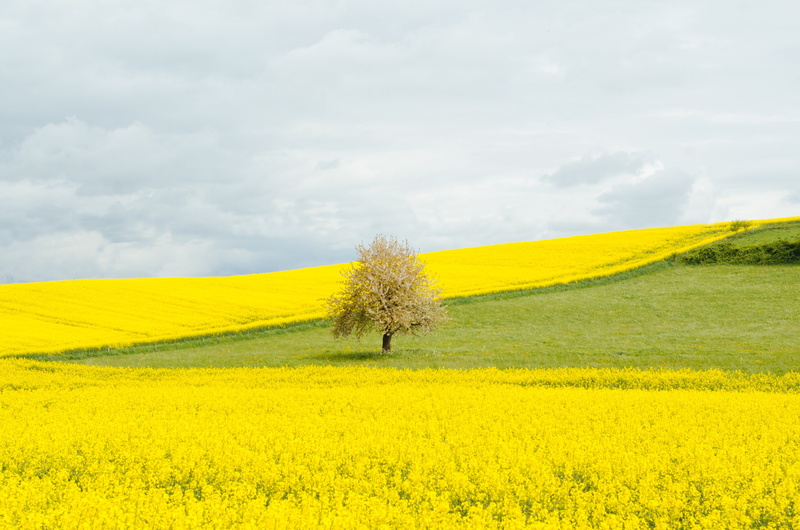 flowering plant, outdoors, rural scene, sky, beauty in nature, 4K, scenics - nature, landscape, spring, crop, agriculture, yellow, flower, tranquility