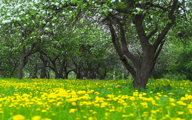 canola, green Color, landscape, springtime, flowering, plant, agriculture, freshness, blossom, scenics, Apple, meadow, 1080P, season, rural Scene, grass
