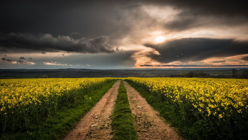 plant, tranquility, flower, nature, springtime, no people, rapeseed, beauty in nature, sunset, yellow flowers, tranquil scene, canola, rapefield, 4K, landscape