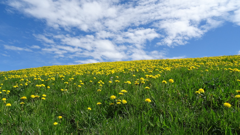 outdoors, blue, land, canola, growth, no people, nature, summer, 5K, spring, bavaria, tranquil scene, flower, beauty in nature, rural Scene, daytime, yellow