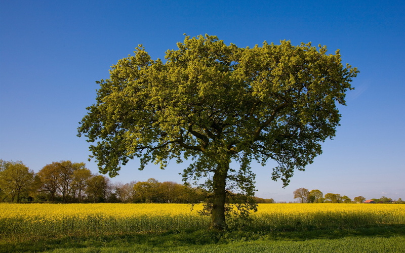 leafed, clear sky, no People, flower, tranquil scene, land, springtime, rural Scene, season, canola, tranquility, scenics, outdoors, plant, nature, environment