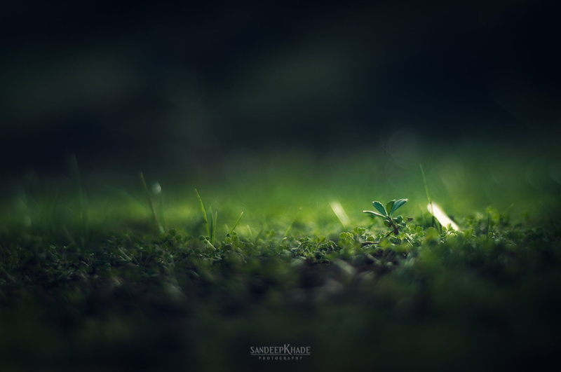 springtime, day, Sandeep Khade, 1080P, backgrounds, copy Space, plant part, tranquility, close-up, surface level, plant, macro, light - Natural Phenomenon