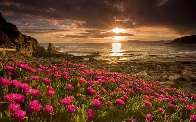 pink, shore, blackout, sunset, meadow, dahlias, 1080P
