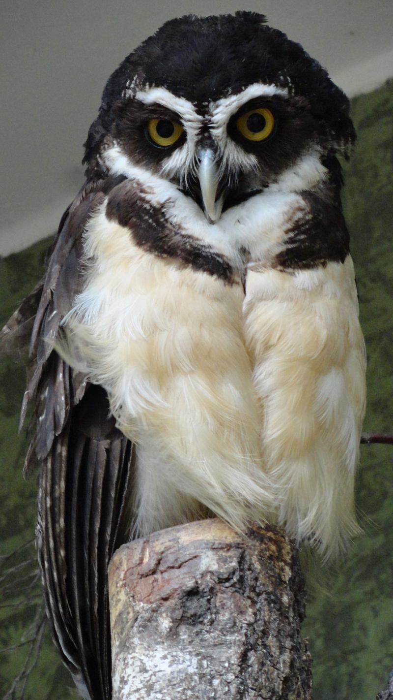 yellow eyes, Bird, bird of Prey, beak, one animal, 4K, no people, focus on foreground, animal wildlife, perching, outdoors, portrait, animal, Spectacled Owl