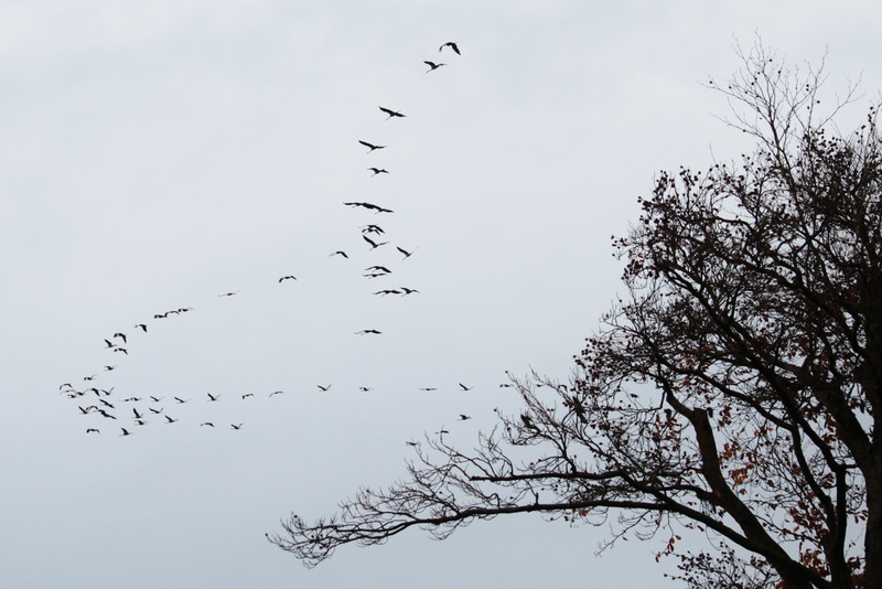 nature experience, flock of birds, tree, animal world, flying formation, flying, motion, birds, migratory birds, cranes, natural spectacle, animal, beauty in nature