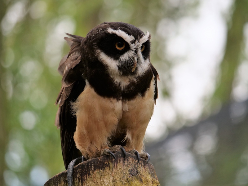 raptor, bird, one animal, animal wildlife, close-up, bird of prey, wood - material, tree, focus on foreground, primate, nature, spectacle owl, outdoors