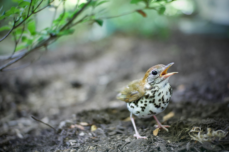 focus, pawling, blur, focus on foreground, animals in the wild, mouth open, animal themes, vertebrate, woodpecker, flicker bird, land, shallow, macro, selective focus