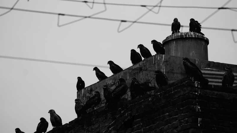 back, vulture, woodpecker, blackbird, animals in the wild, roof, person, the past, flock, agelaius, animal, flicker bird, clear sky, sky, perching, railing