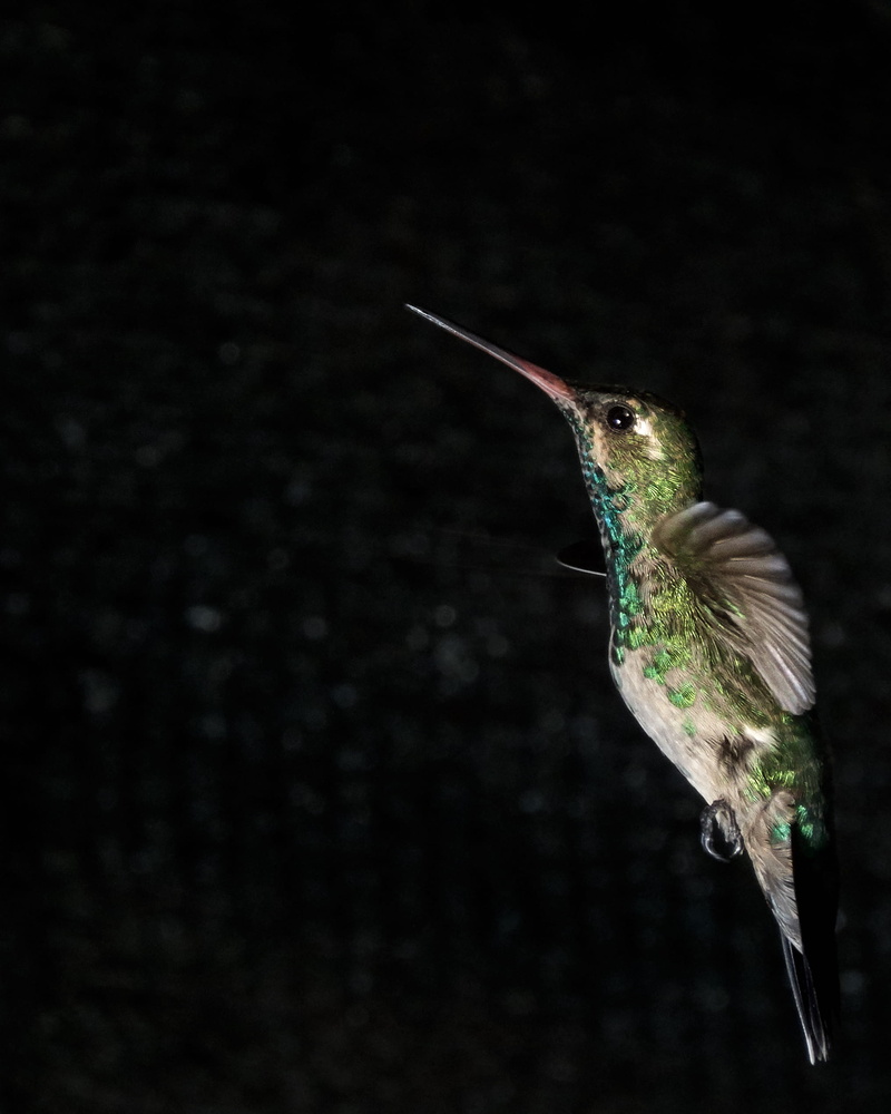 nature, 1080P, robin, animal wildlife, outdoors, bird, crane bird, hummingbird, flying, animal themes, motion, mid-air, display, close-up, day, electronics