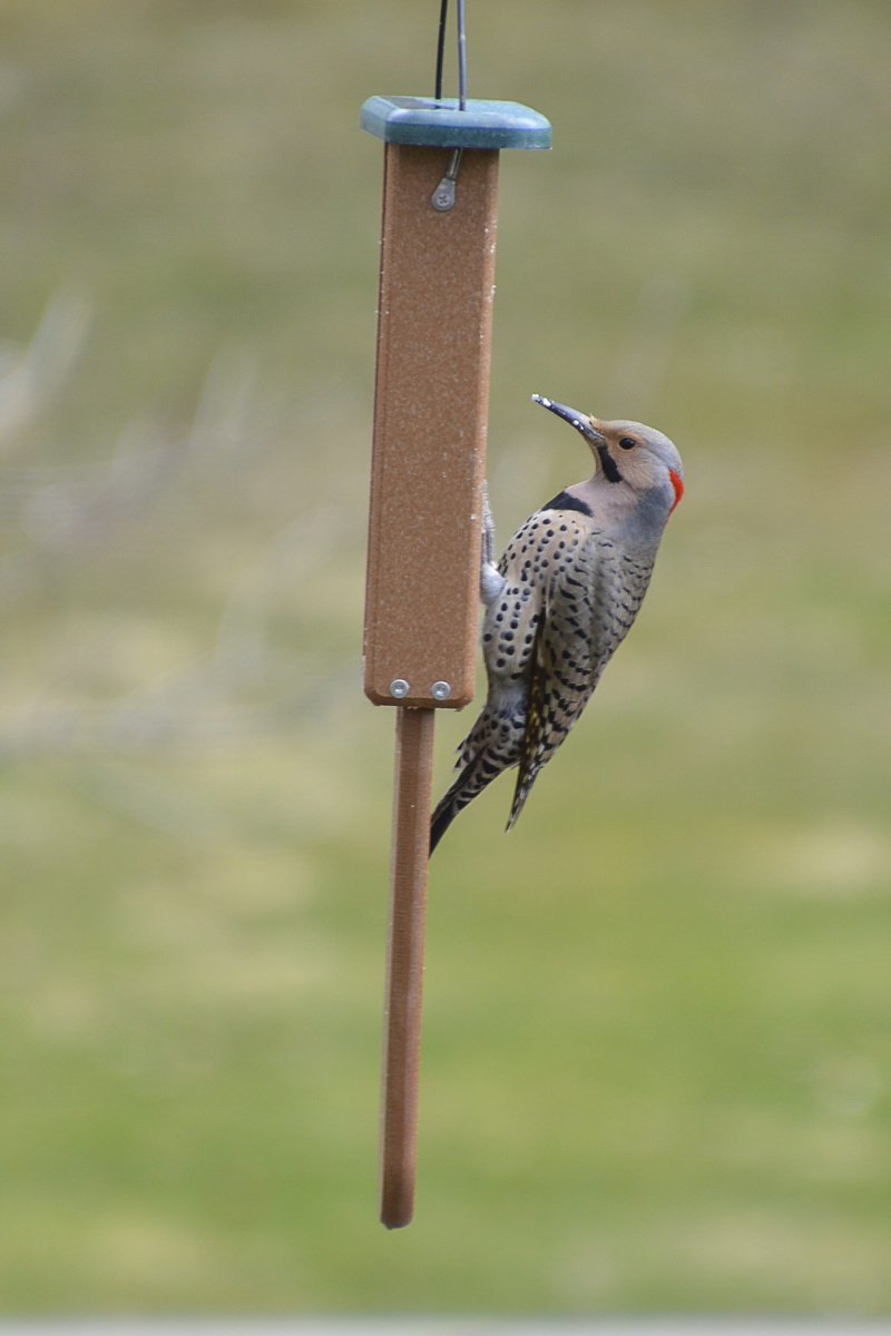 animal, no people, day, field, animal themes, nature, avian, land, animal wildlife, close-up, grass, flicker, woodpecker, spotted, focus on foreground
