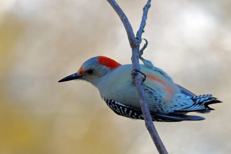 one animal, twig, 4K, full length, animal themes, no people, tree, perched, colorful, avian, belly, kingfisher, side view, birding, wildlife, northern