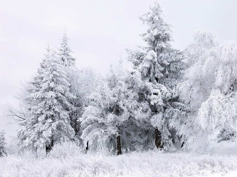 720P, winter, white color, tree, land, snowing, cold temperature, ice, no people, environment, scenics - nature, coniferous tree, tranquility, pine tree