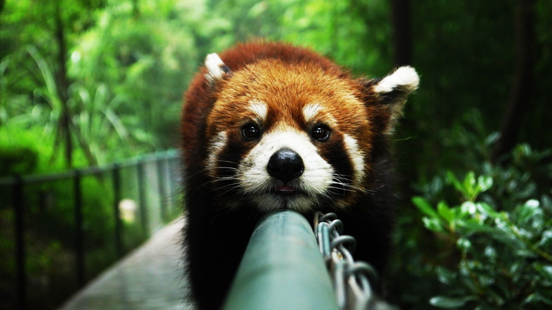 1080P, oso-rojo
