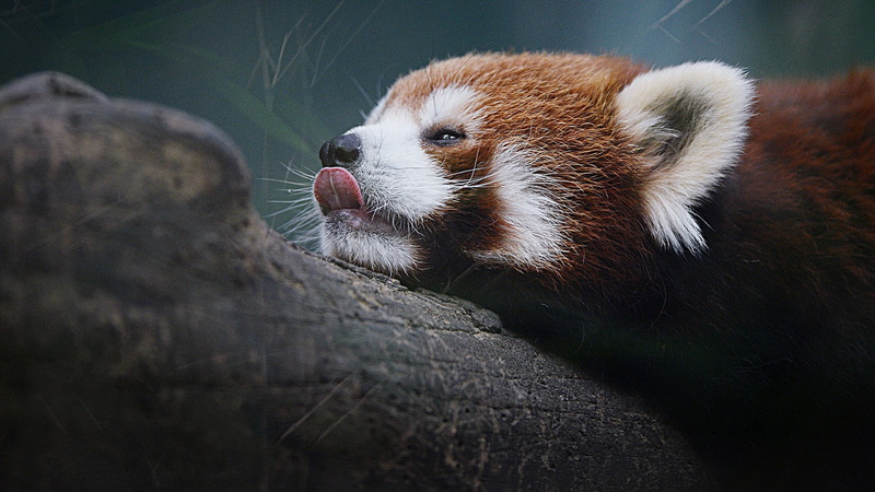 1080P, oso-rojo