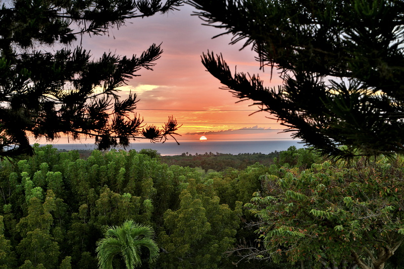 5K, forest, Puerto Rico, sunset, trees, Cabo Rojo, horizon, the sun