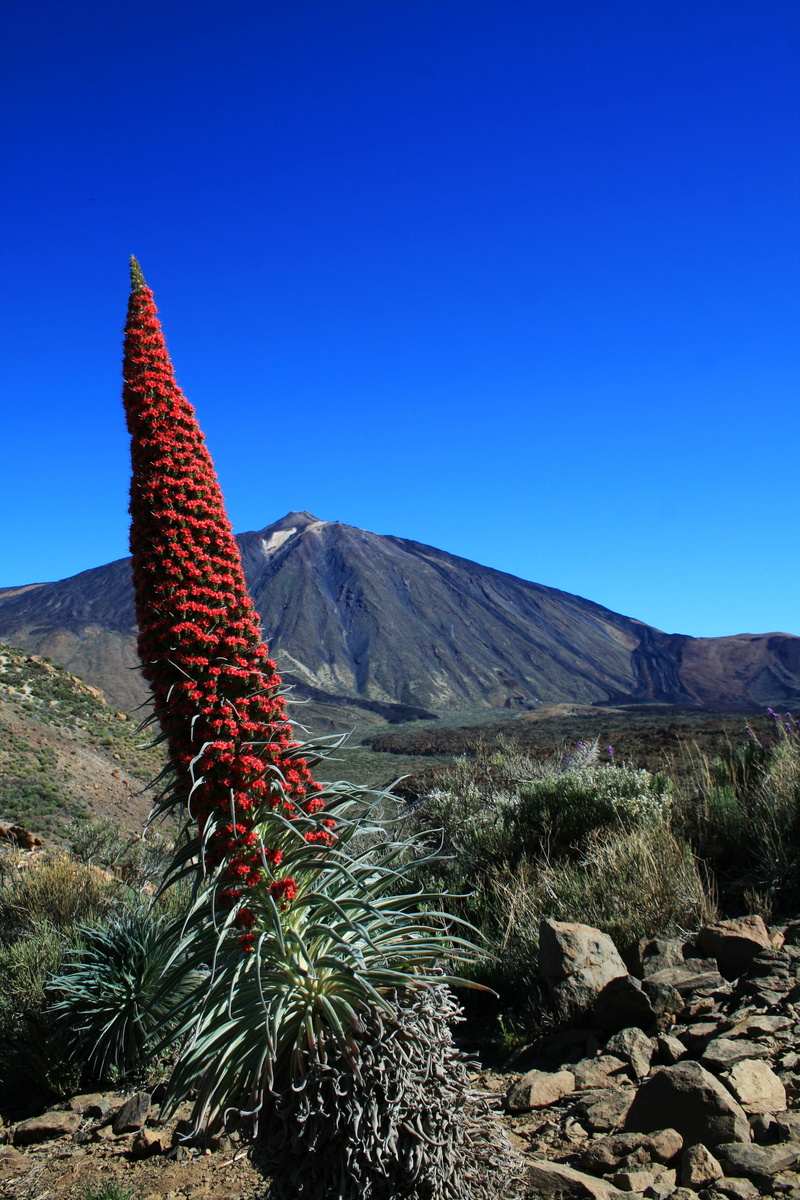 national park, echium, environment, land, blossom, semi-arid, scenics - nature, rock, nature, teide national park, no people, blue, red, growth, bloom