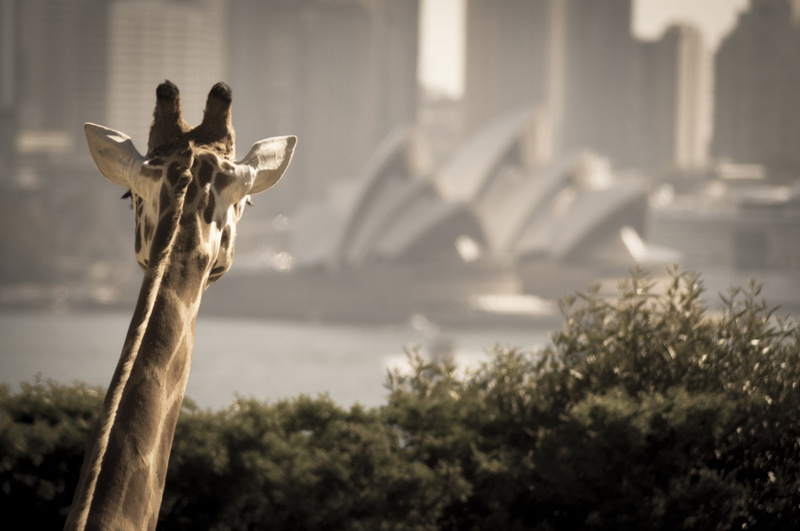 built structure, day, australium, opera, representation, giraffe, animal wildlife, animal body part, portrait, animals in the wild, house, photography